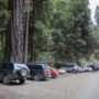 During the peak summer season, some 13,000 cars per month travel along Howland Hill Road, the main auto access to the Grove of Titans. Photo by Max Forster, @maxforsterphotography.