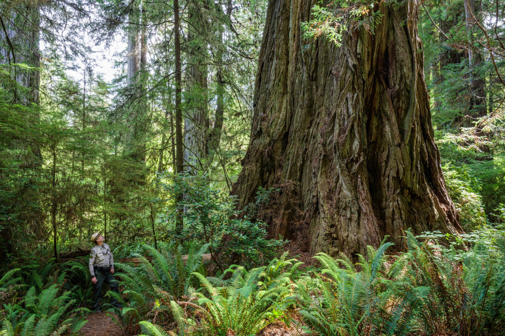 An ancient redwood in the Grove of Titans. Photo by Max Forster