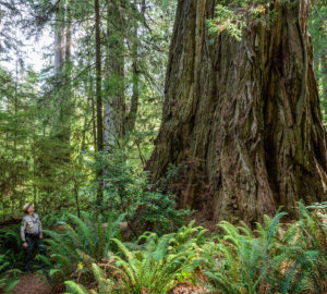 An ancient redwood in the Grove of Titans. Photo by Max Forster