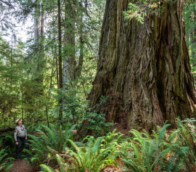 Grove of Titans contains some of the largest coast redwoods. Photo by Max Forster, @maxforsterphotography.
