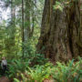 Grove of Titans contains some of the largest coast redwoods. Photo by Max Forster, @maxforsterphotography.