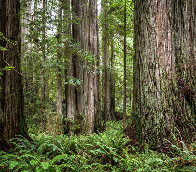 In 2012, lush vegetation covered the Grove of Titans before visitors trampled the forest floor. Photo by Max Forster, @maxforsterphotography.
