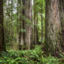 In 2012, lush vegetation covered the Grove of Titans before visitors trampled the forest floor. Photo by Max Forster, @maxforsterphotography.