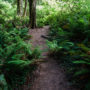 “Social” trails trample and denude understory vegetation and compact the soil. Photo by Max Forster, @maxforsterphotography.