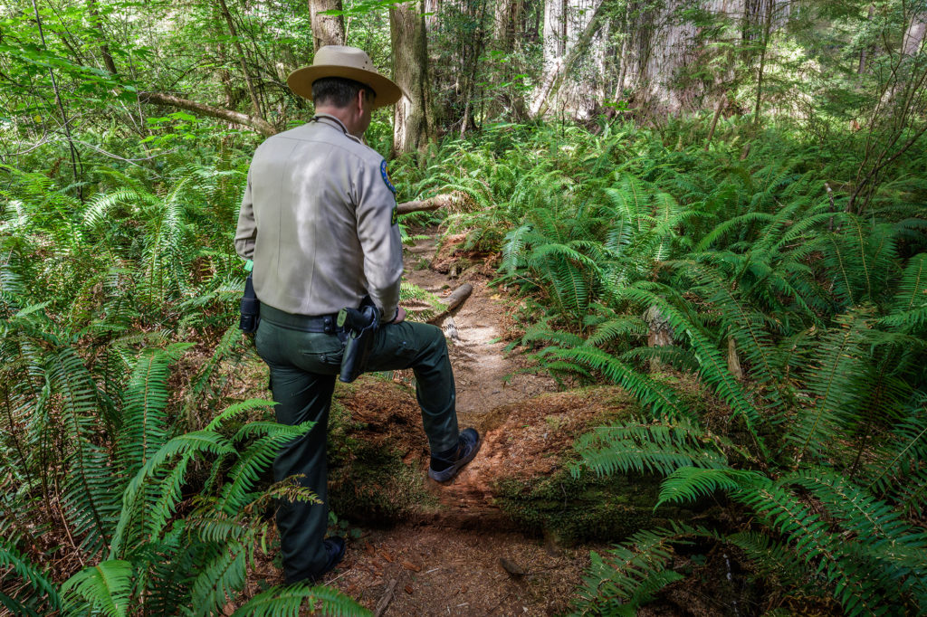 Nurse log is crushed by heavy trampling on denuded "social" trail. Photo by Max Forster, @maxforsterphotography.