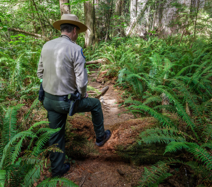 Nurse log is crushed by heavy trampling on denuded “social” trail. Photo by Max Forster, @maxforsterphotography.