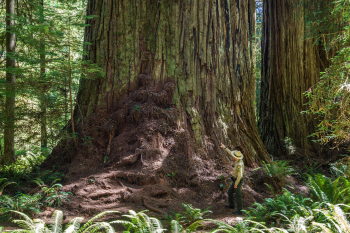 Exposed roots of ancient tree