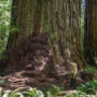 Denuded understory and exposed roots of a coast redwood. Photo by Max Forster, @maxforsterphotography.