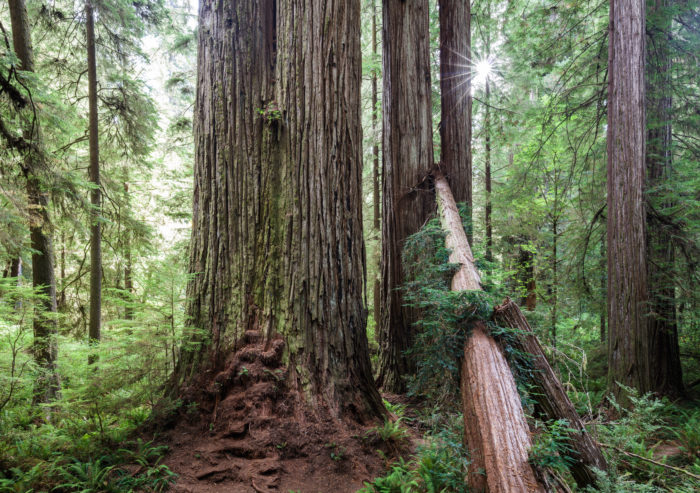 Large coast redwood trees with roots exposed, and a fallen log wedged in a gap in another tree, with the sun shining through the leaves..