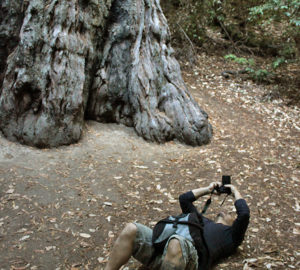 Experiencing the redwoods is astonishing, amazing and overwhelming.