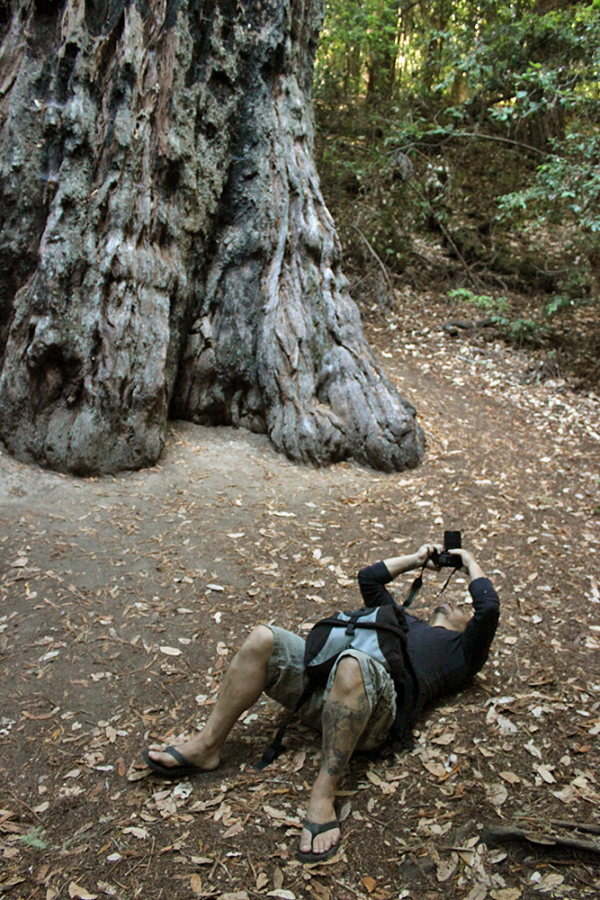 Experiencing the redwoods is astonishing, amazing and overwhelming.