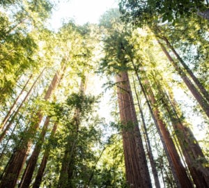 Three awesome Bay Area redwoods campgrounds