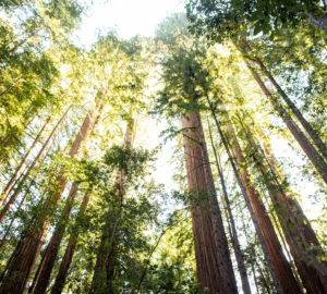 Low-angle shot of tall coast redwoods with golden sunlight shining through