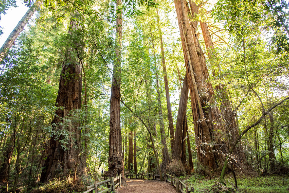 A trail through a redwood forest with vibrant green leaves lit by the golden sunlight