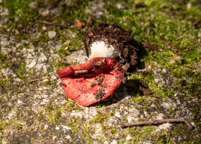 Closeup of an uprooted mushroom with a red cap, covered in dirt, on a stone with green moss around it.