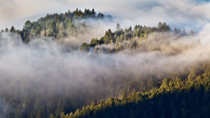 Annual Report on Redwood Conservation