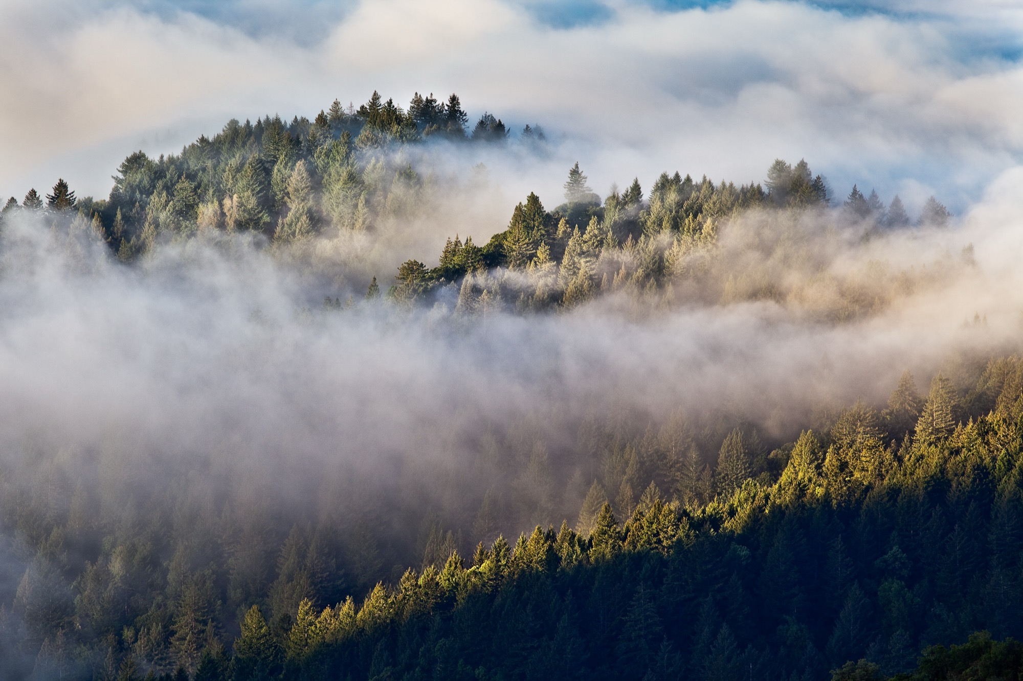 Annual Report on Redwood Conservation