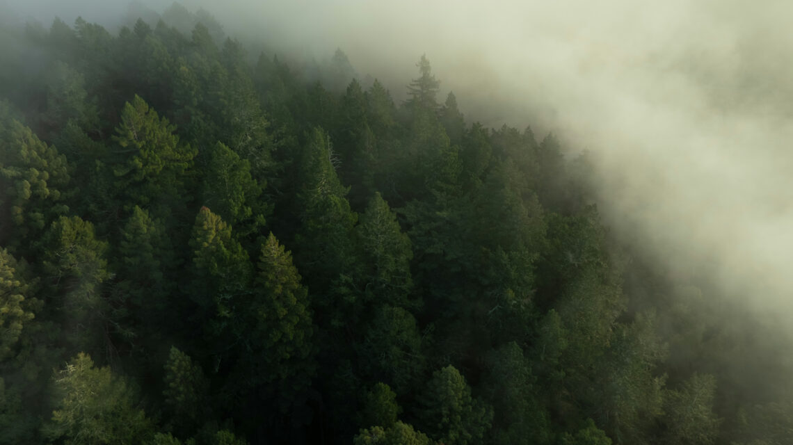 fog bank rolling over a vast expanse of redwoods forest from above