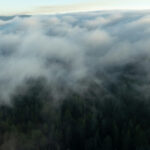 fog bank rolling over a vast expanse of redwoods forest from above