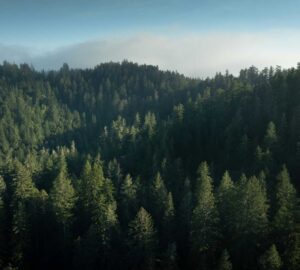 lateral aerial view of a coast redwood tree canopy scenic vista