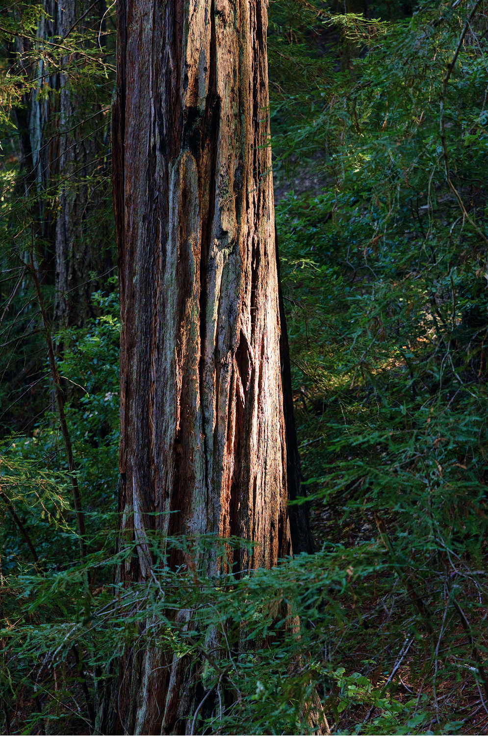 Redwood tree trunk