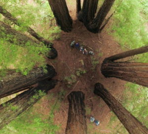 Explaining the mystery behind fairy rings in the redwoods