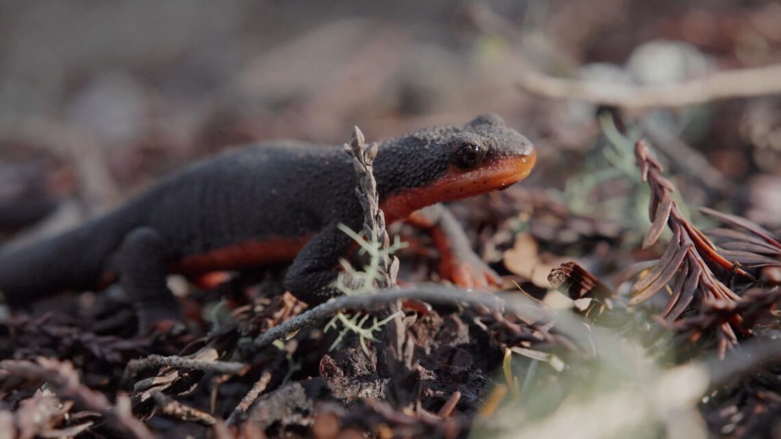 Red-bellied newt
