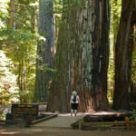 Giant Tree, Rockefeller Loop, Humboldt Redwoods State Park. Photo by Tjflex2, Flickr Creative Commons