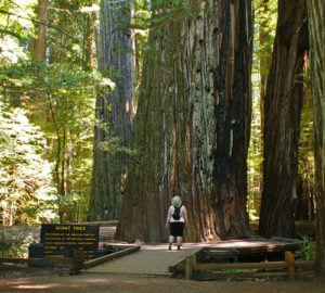 Giant Tree, Rockefeller Loop, Humboldt Redwoods State Park. Photo by Tjflex2, Flickr Creative Commons