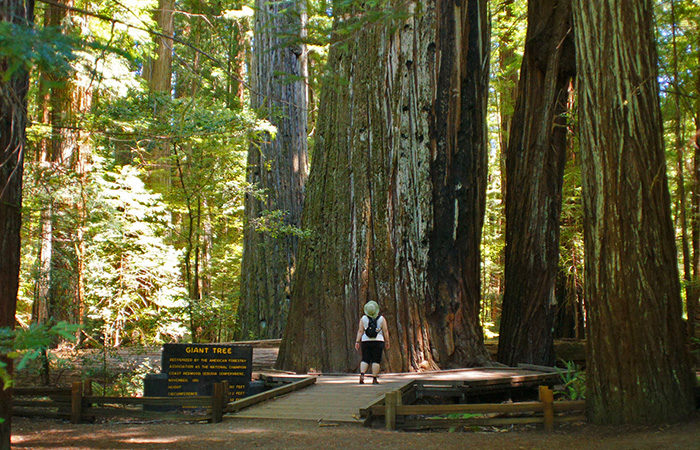 Giant Tree, Rockefeller Loop, Humboldt Redwoods State Park. Photo by Tjflex2, Flickr Creative Commons