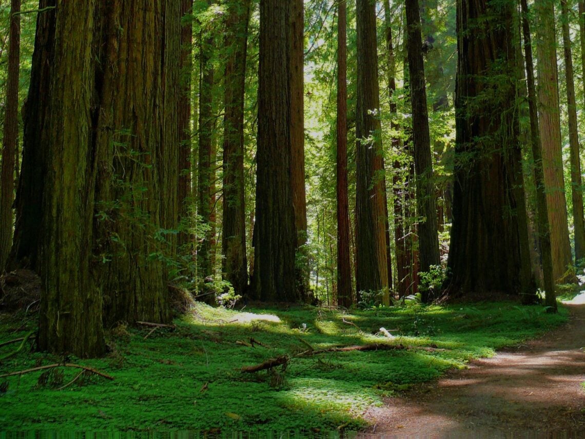 A shady forest full of large redwoods and green ground cover