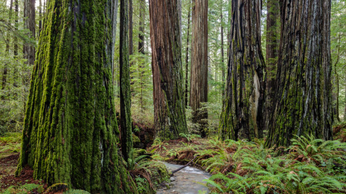 Calf Creek running through Humboldt Redwoods State Parks Rockefeller Forest