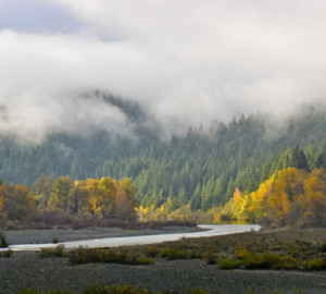 Tell family and friends to protect ancient redwoods with a greetings eCard. Photo by Miguel Vierra, Flickr Creative Commons