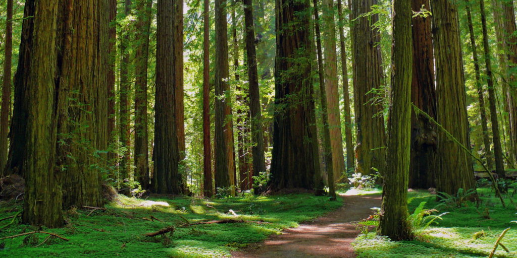 A dirt path leads through a forest of large redwoods.