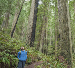 A man in a blue jacket stands on a hiking trail, gazing up at a lush canopy of redwoods