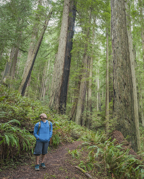 The League plans expanded access to the breathtaking Headwaters Forest Reserve with support from the federal Land and Water Conservation Fund. Speak up to reauthorize the program. Photo by Mike Shoys