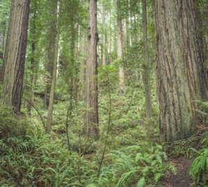 Westfall Ranch buffers the pictured Headwaters Forest Reserve, home to a 3,000-acre ancient redwood forest that inspired a long fight for its protection from logging in the 1990s. Photo by Mike Shoys.