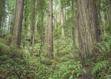 Westfall Ranch buffers the pictured Headwaters Forest Reserve, home to a 3,000-acre ancient redwood forest that inspired a long fight for its protection from logging in the 1990s. Photo by Mike Shoys.