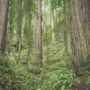 Westfall Ranch buffers the pictured Headwaters Forest Reserve, home to a 3,000-acre ancient redwood forest that inspired a long fight for its protection from logging in the 1990s. Photo by Mike Shoys.