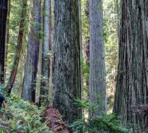 Headwaters Forest Reserve, Photo by Bureau of Land Management, Flickr Creative Commons