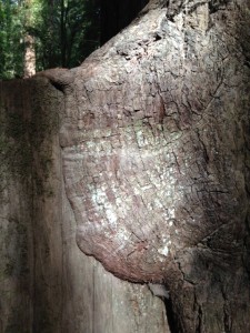 New redwood bark spreads over this cut redwood stump at Armstrong Redwoods.