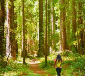 Hendy Woods State Park is a state park of California, USA, located in the Anderson Valley of Mendocino County, known for its old-growth coast redwoods.