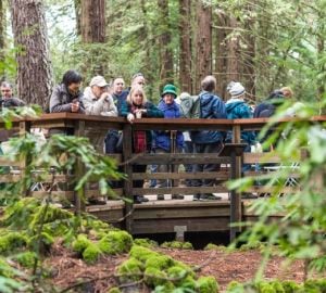 The Old-Growth Redwood Heritage Viewing Deck and Interpretive Exhibit includes a viewing platform that allows visitors to view the footprint of a redwood that was 18 feet wide. Photo by Fig & Olive Photography