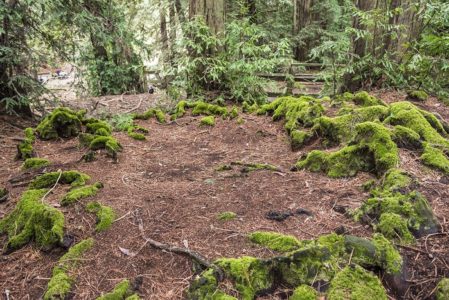 The exhibit interprets this footprint of an ancient redwood tree, which is 18 feet wide—almost spanning the width a two-lane street. Photo by Fig & Olive Photography