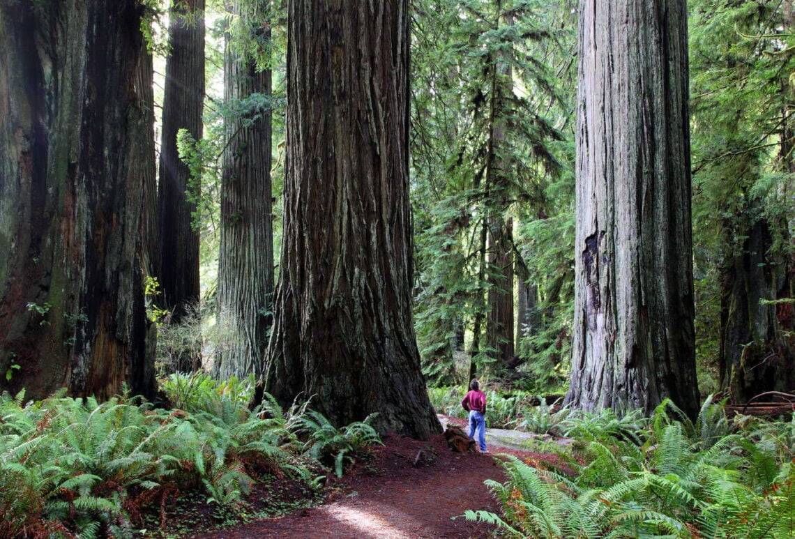 A person stands in the midground surrounded by giant trees