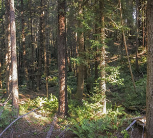 Redwoods Rising restoration work. Photo by Andrew Slack, Save the Redwoods League