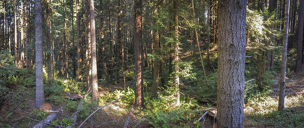 Redwoods Rising restoration work. Photo by Andrew Slack, Save the Redwoods League