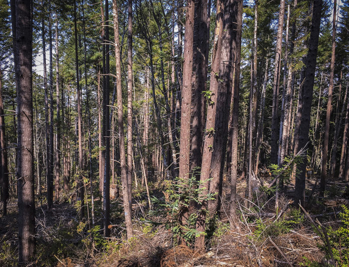 Redwoods Rising restoration work. Photo by Andrew Slack, Save the Redwoods League