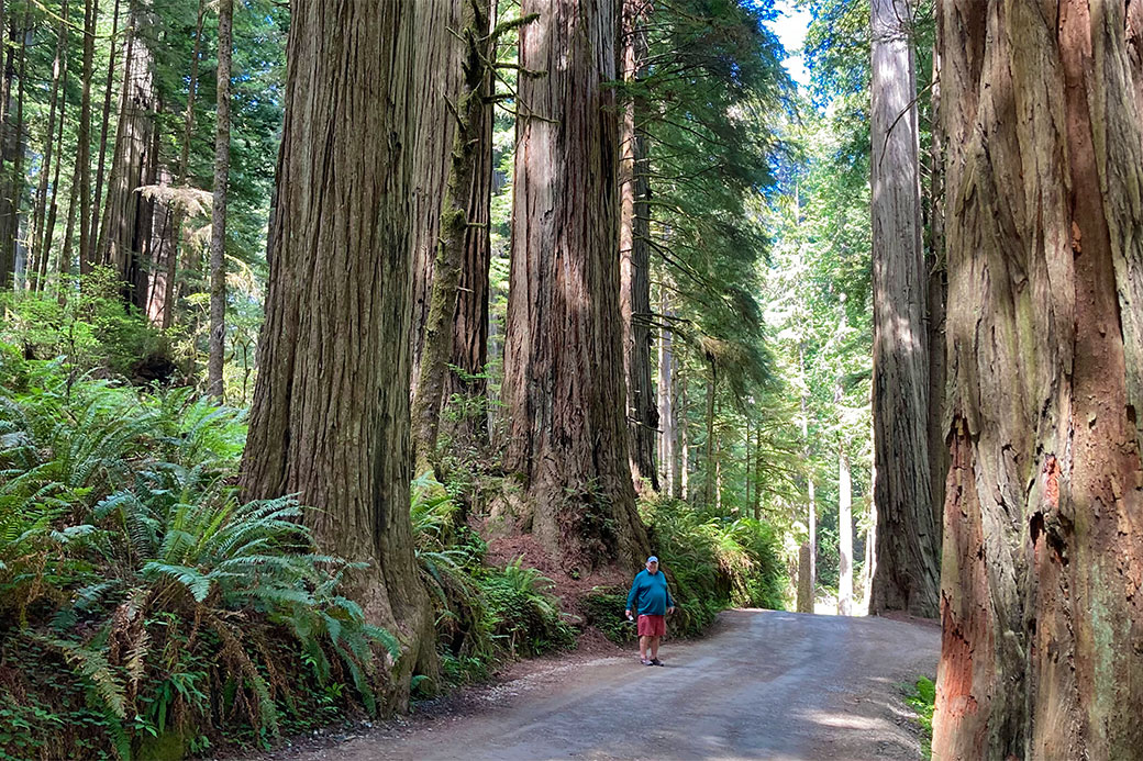 10 must-see spots in Redwood National and State Parks