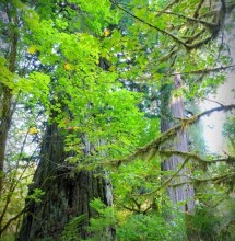 Huge tree dwarfs its neighbor